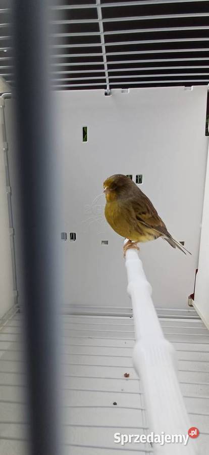 Kanarki gloster korona samce