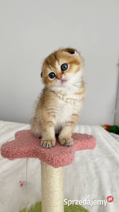 Kotka Szkocka złota zwisłoucha Scottish fold dolnośląskie sprzedam