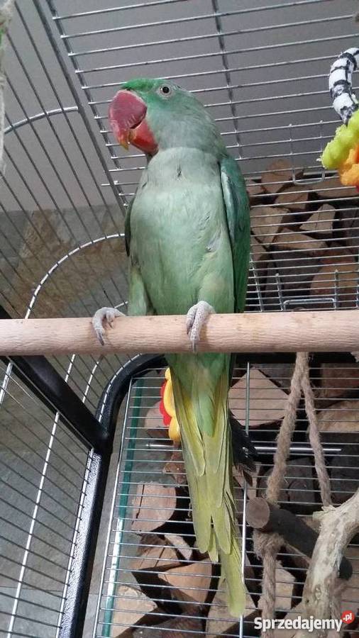 ALEKSANDRETTA WIELKA Bielsko-Biała