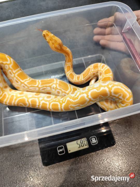 Python Bivittatus