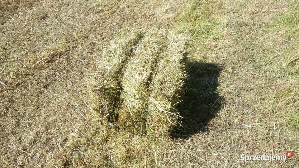 Siano w kostkach dolnośląskie Jordanów Śląski