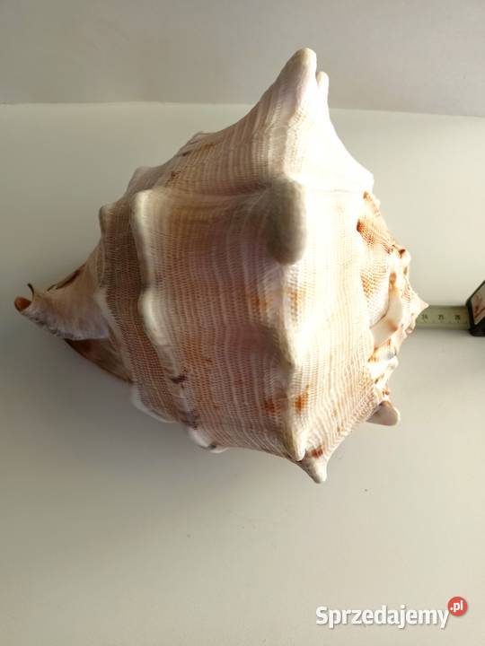 Muszla morska Cassis Cornuta duża 232019 łódzkie Łódź