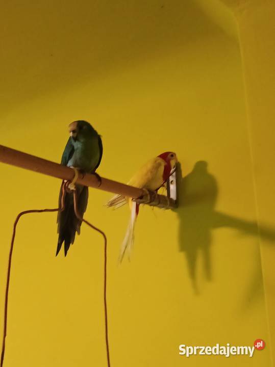 Rozella białolica samica 2024 r Zwierzęta Pruszków