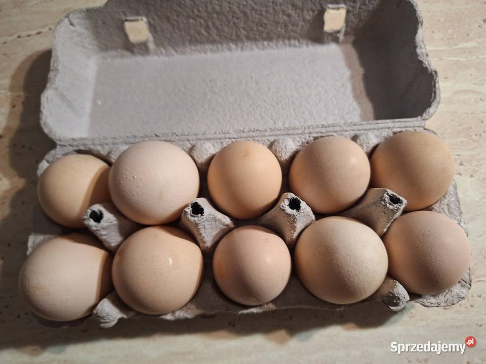 Jajka wiejskie świeże dolnośląskie