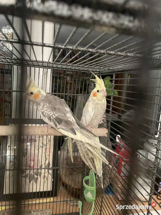 Papużki nimfy klatka Ptaki Piastów
