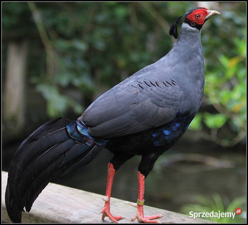 Bażant syjamski prałat śląskie Bielsko-Biała