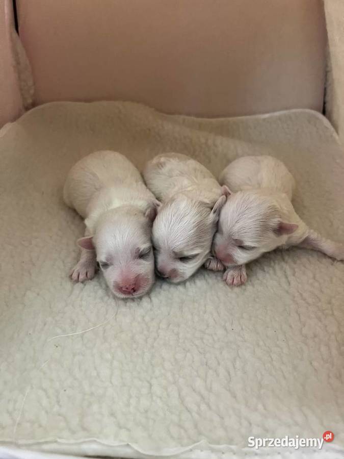 Maltańczyk z rodowodem Rybnik