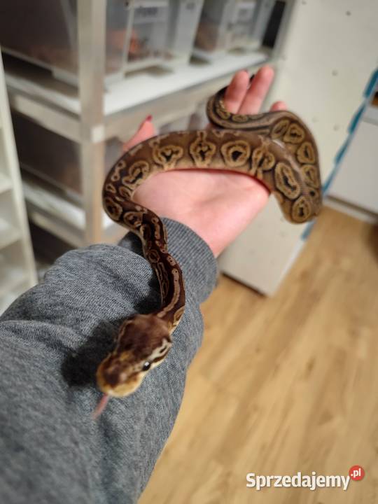 Samiczka Pyton Królewski cb25 Pruszków