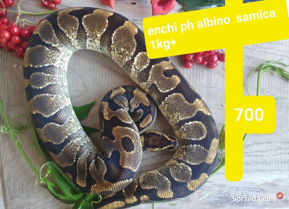 Pyton królewski samica enchi pH albino samiec Gady i płazy Pasłęk