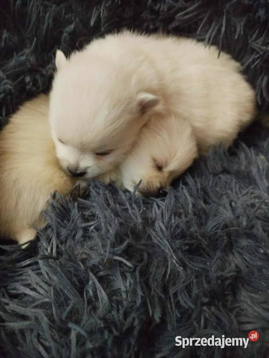 szpic mały do rezerwacji Skalbmierz