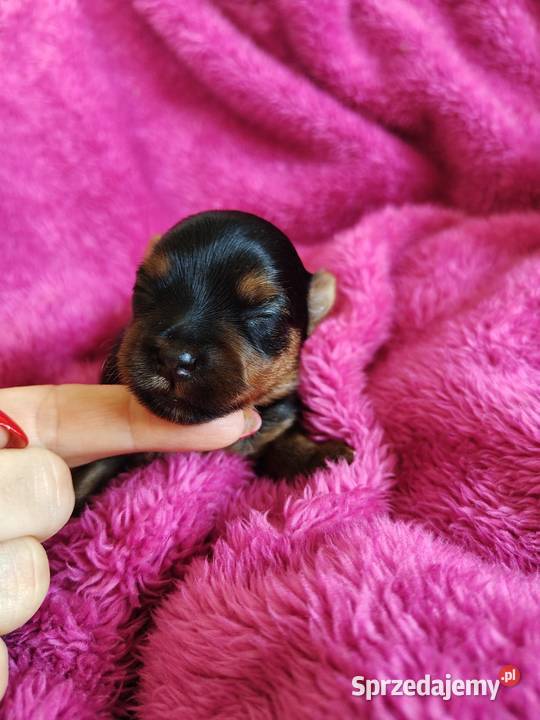 Piesek yorkshire terrier do rezerwacji Łążynek