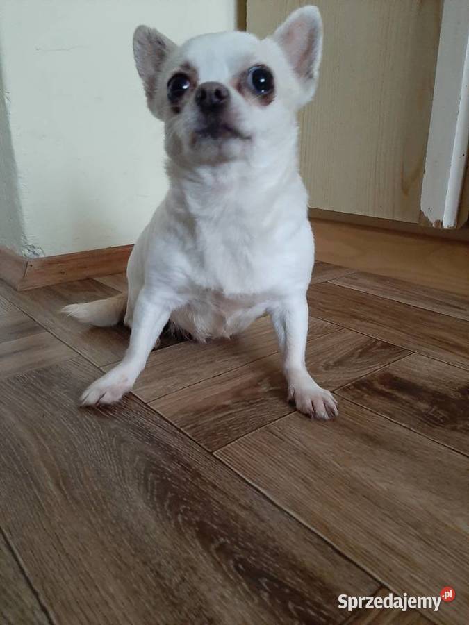 Dorosła suczka Chihuahua Lublin sprzedam
