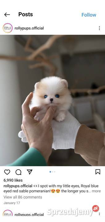Sliczne Szpic Pomeranian Toruń