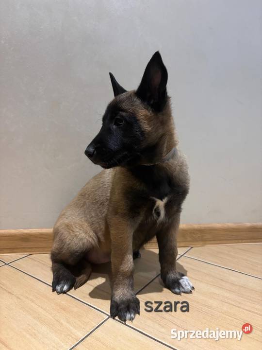 Owczarek belgijski Malinois Owczarek łódzkie Wójtostwo