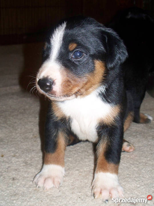 Appenzeller Szwajcarski pies pasterski Żelechów