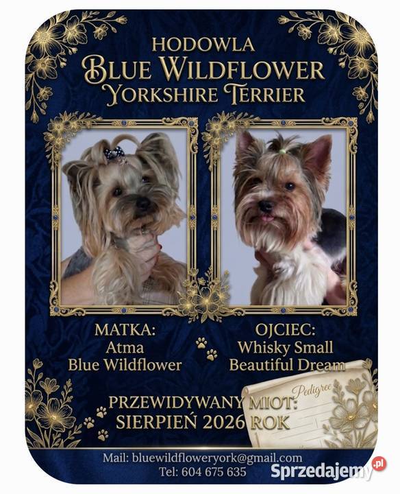 Yorkshire Terrier piesek lubelskie Lublin sprzedam