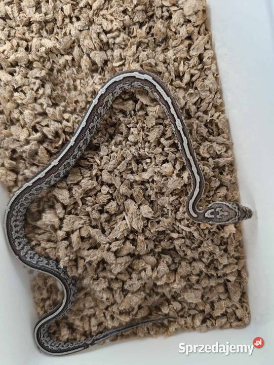 Wąż zbożowy różne odmiany genetyczne