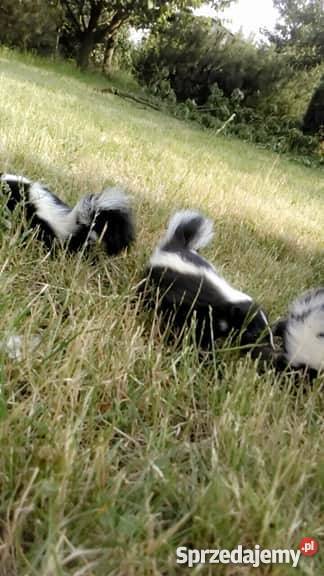 skunks skunksasprzedam młode skunksy wielkopolskie Kalisz