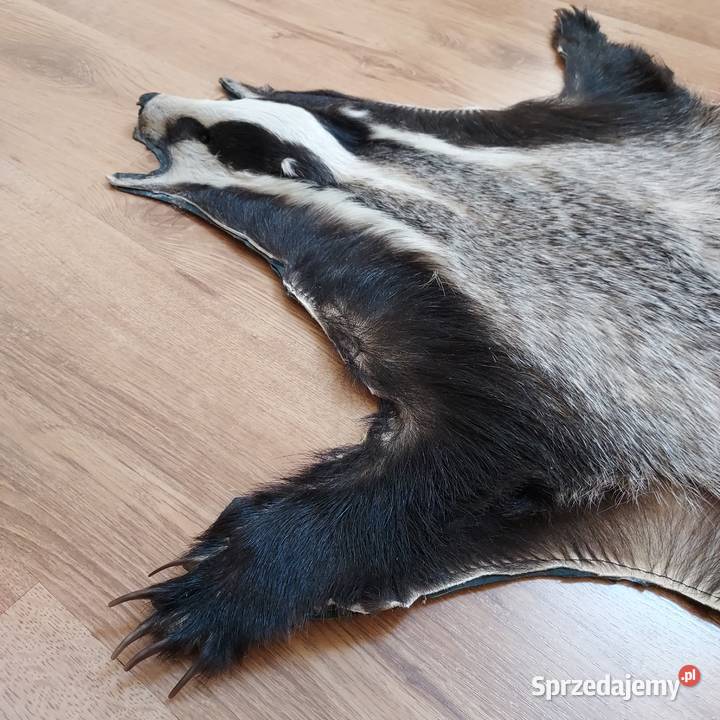 Skóra Naturalna BORSUK Skóra Dekoracyjna z Szaflary sprzedam