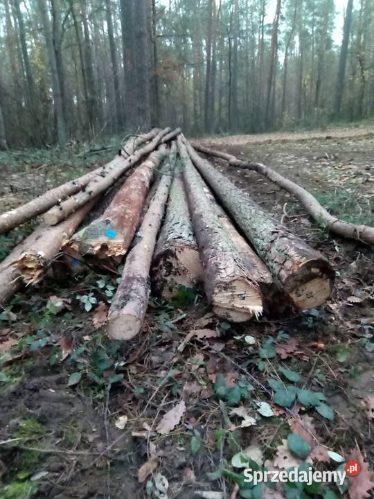 Drzewo opałowe kominkowe brzoza