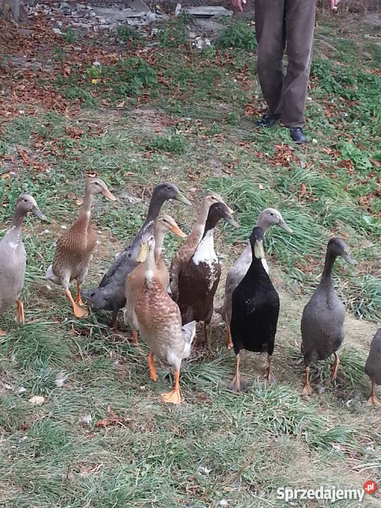Kaczki Biegusy Młode Różne Kolory Pozostałe lubelskie