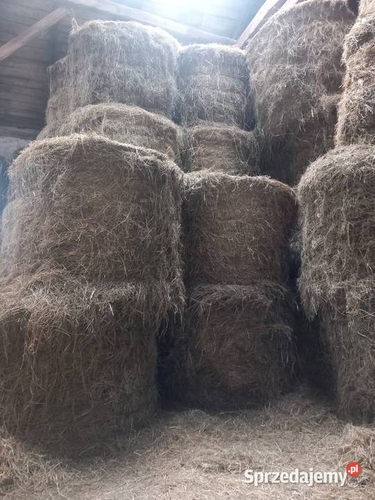 Siano w belach ze stodoły Jasin