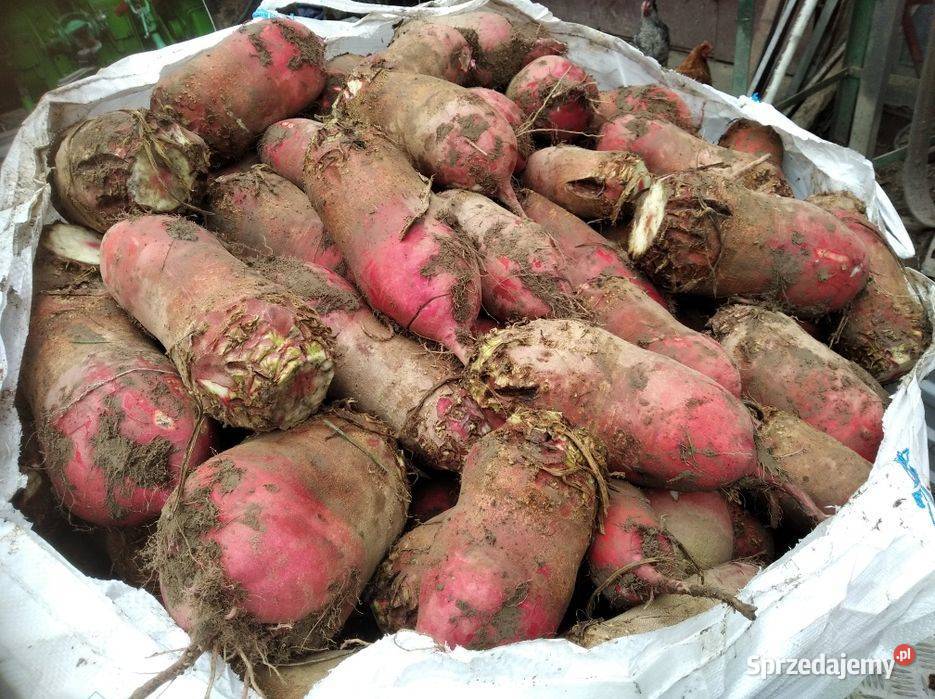 Buraki pastewne burak