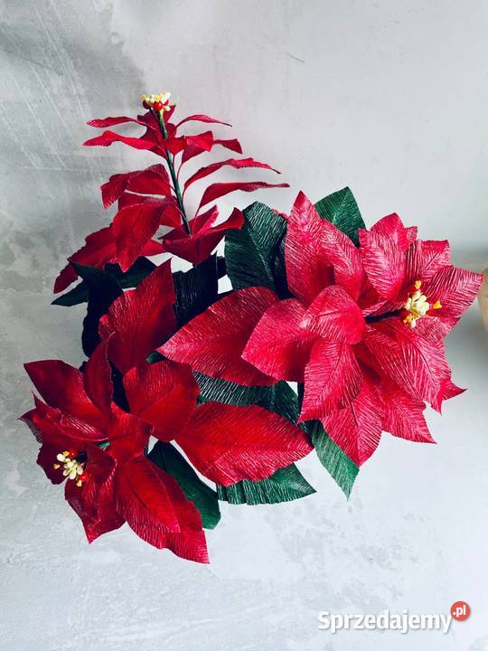 GWIAZDA BETLEJEMSKA Poinsecja w doniczce Zielona Góra