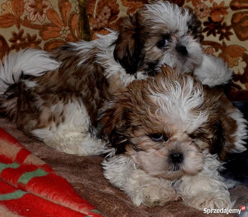 SHIH TZUpiękne szczeniaczki Kraków