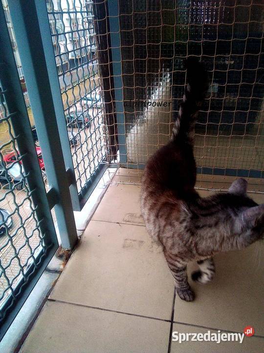 SIATKA PRZECIWKO PTAKOM montaż na balkon Bez Warszawa