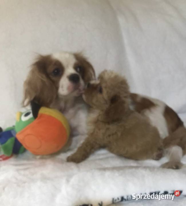 Cavapoo szczeniaki malutkie Wrocław
