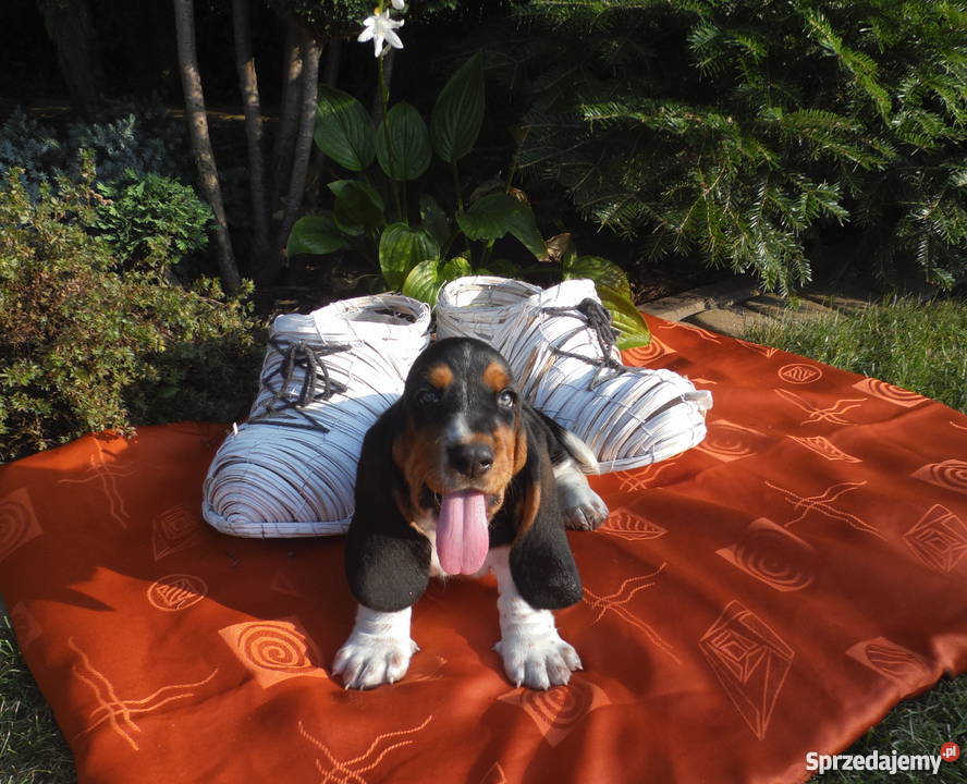 Basset Hound SZCZENIĘTA Z ELITARNYM RODOWODEM kujawsko-pomorskie Radziejów