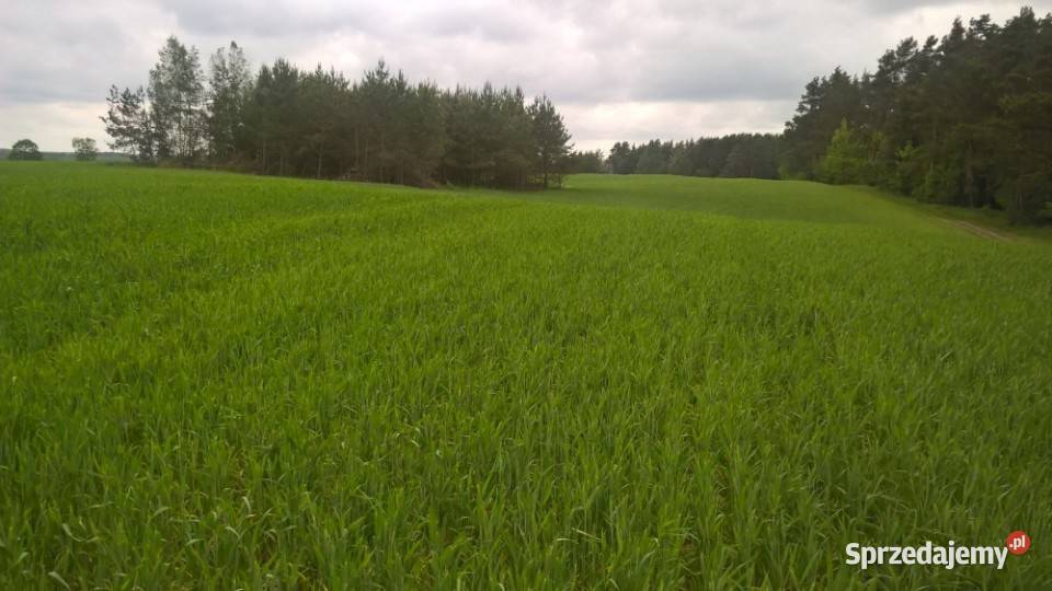 Mazury Stare Juchy działki 3000m2 w okolicach rekreacyjna