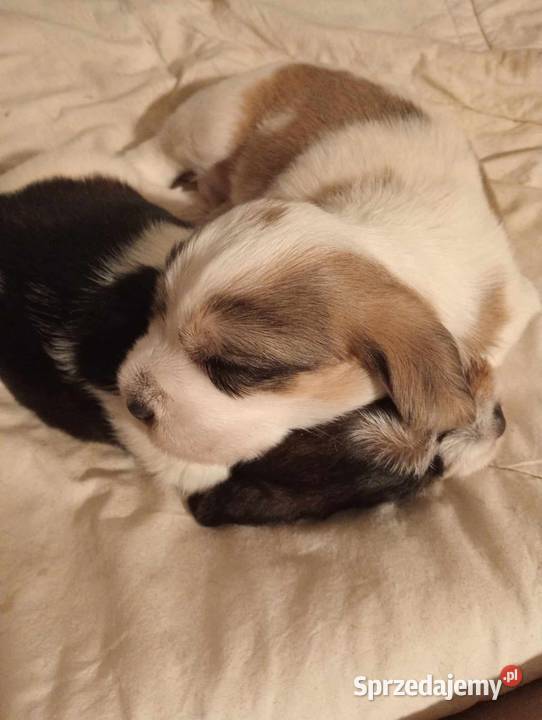 Petit Basset Griffon Vendeen hodowla FCI Ostrów Wielkopolski sprzedam