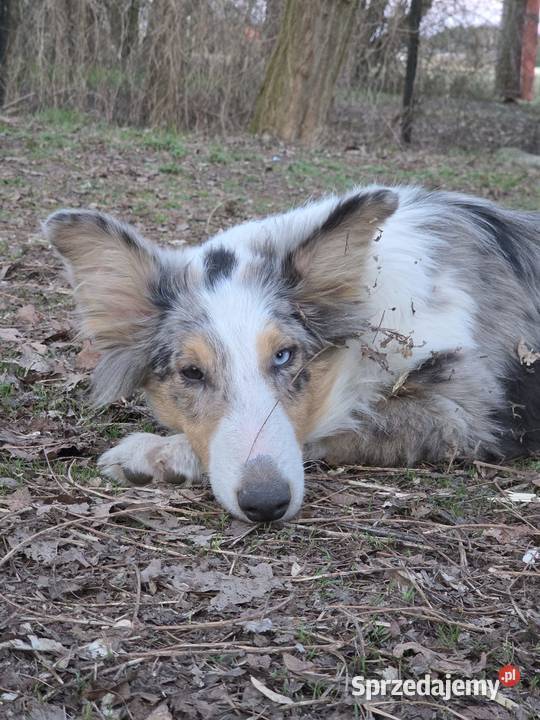 Owczarek szkocki collie wielkopolskie Zakrzewo