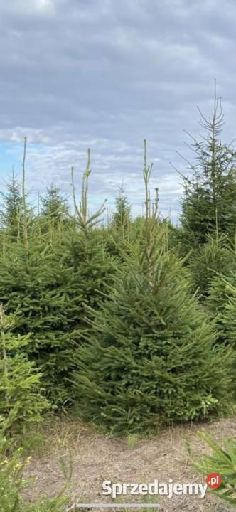 Jodła kaukaska Świerk serbski pospolity srebrny pomorskie