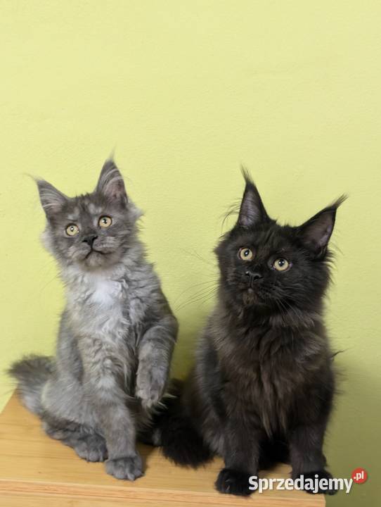 Evita czarna dymna kotka Maine Coon Tica