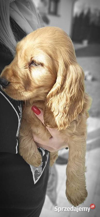 Cocker spaniel Ilkowice