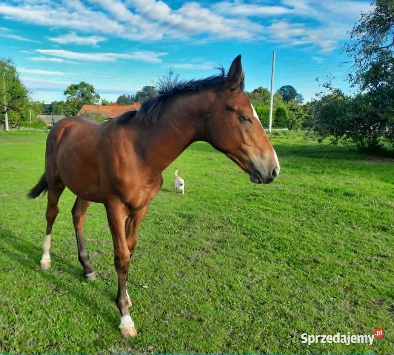 Sprzedam gniadego ogierka ur01032025