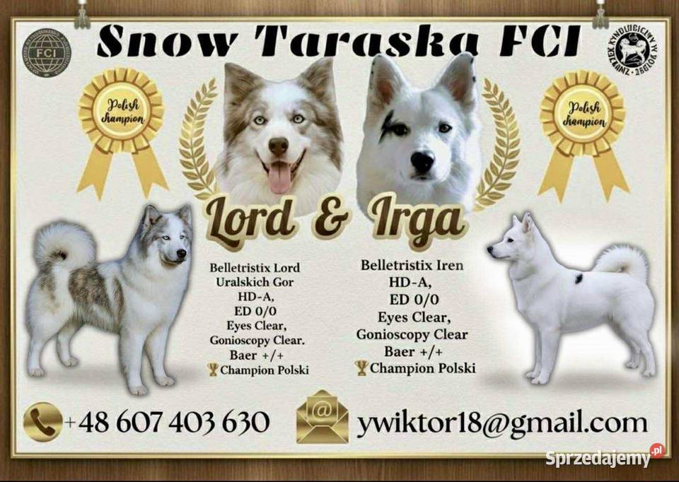 Szczeniaki Lajka Jakucka sprzedam