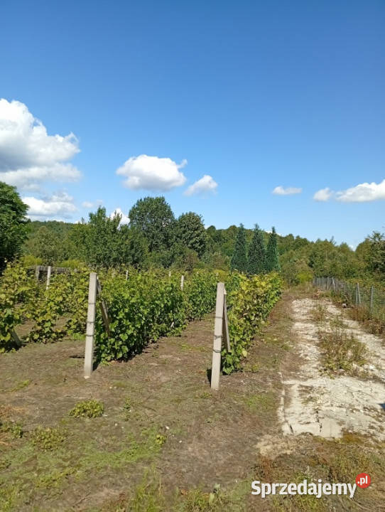 sprzedam działkę budowlaną z winnicą 800m2 Ludwinów