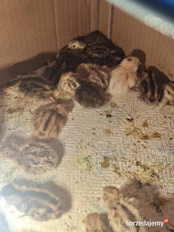 Sprzedam przepiórki pomorskie Skarszewy