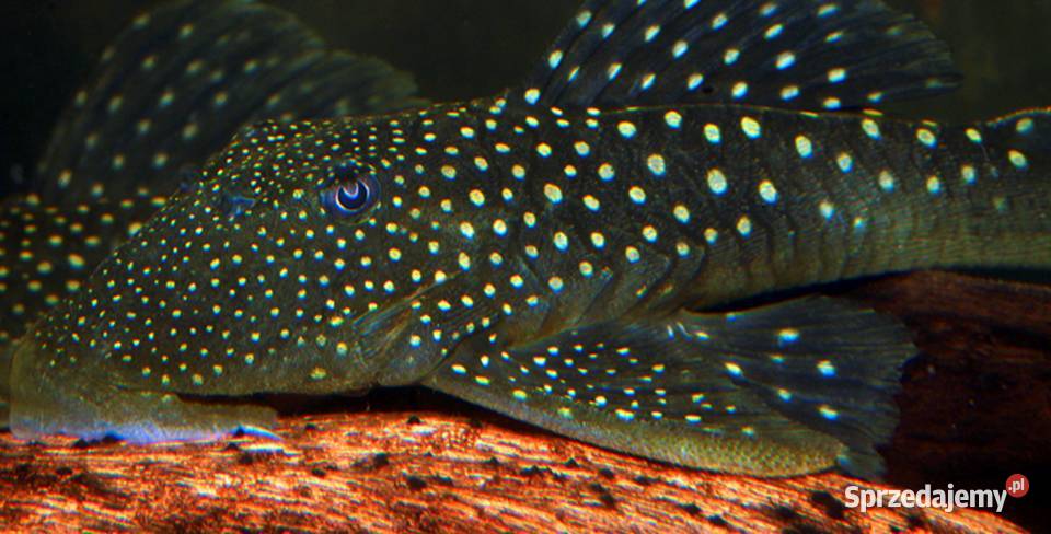Glonojad L128 Hemiancistrus ODŁÓW WF WYSYŁKA Gdańsk