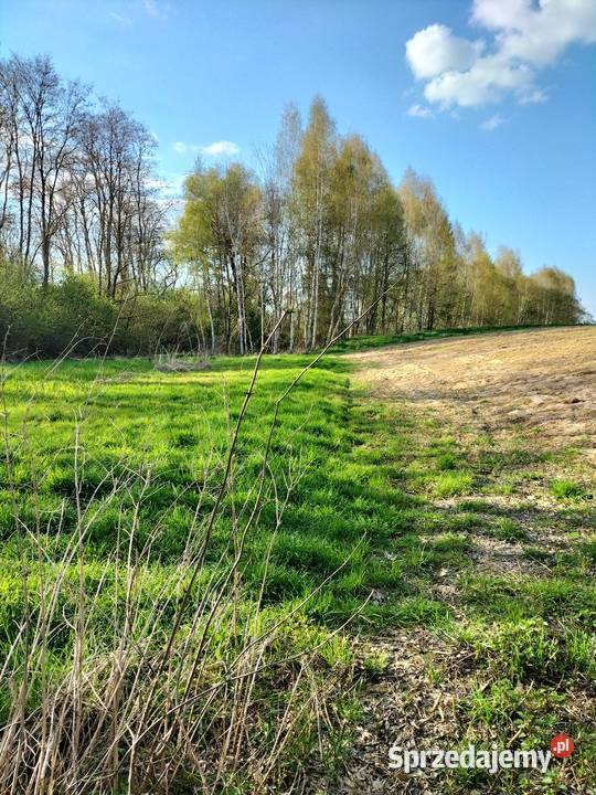 30ar Kościejów gm Racławice 3000m2