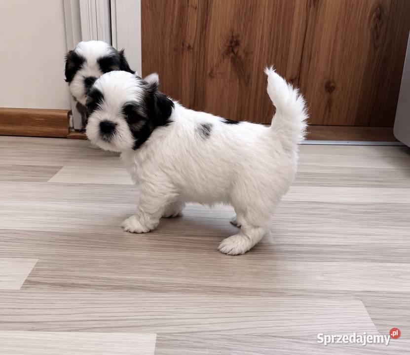 Shih Tzu suka dziewczynka przebadane Chojnice