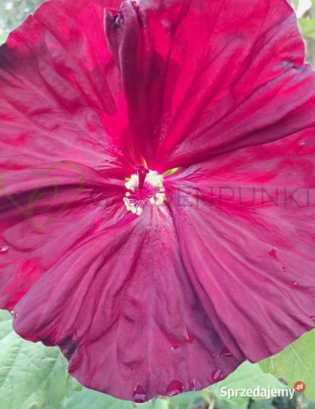 Hibiscus Bagienny Bylinowy XXL Hibiskus Ogród Knurów