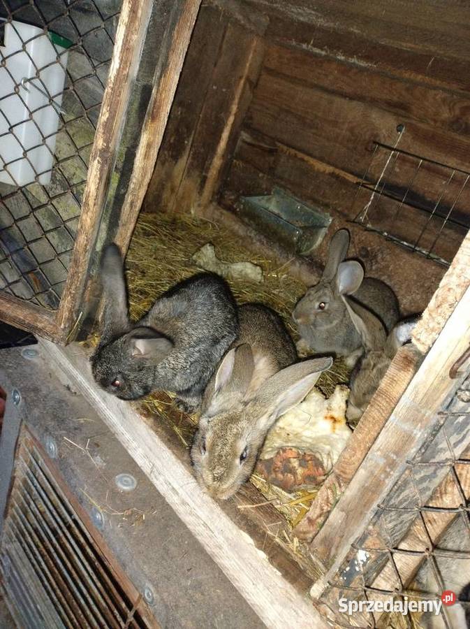 Samiczki belgu sprzedam Turzno