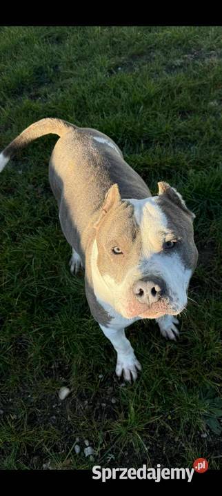 Szczenięta amstaff rodowód Wyszków