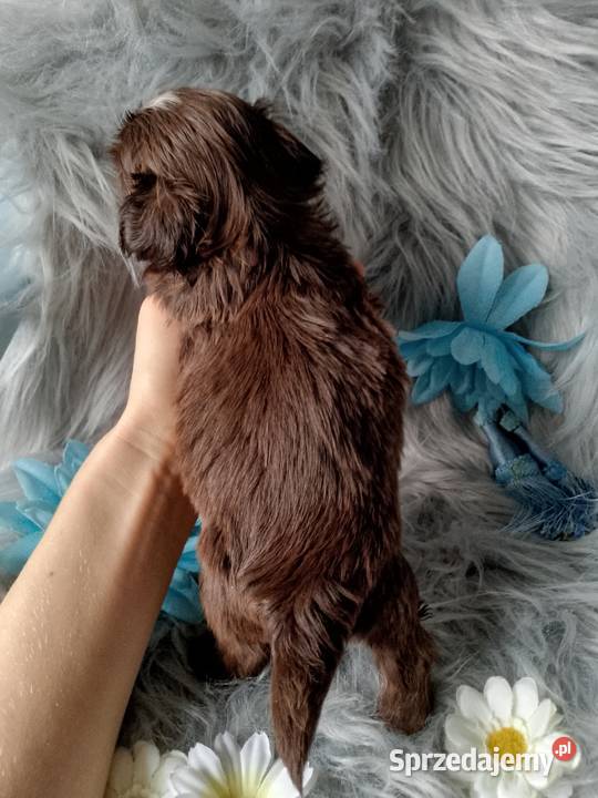 Śliczny piesek czekoladowy z białym rasy ShihTzu opolskie Namysłów