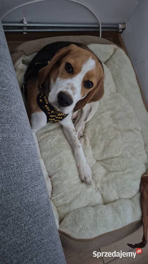 Beagle szuka domu Gliwice